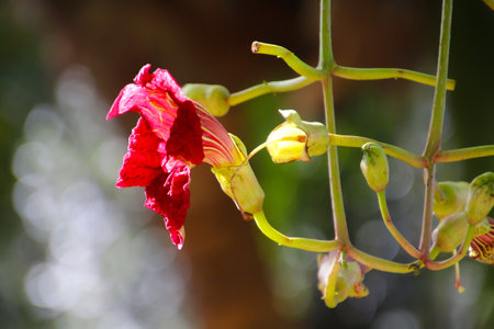 Blossom of the sausage tree or kigelia in close-up, Maltaの写真素材