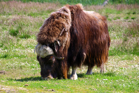 Musk ox at the Alaska Wildlife Conservation Centerの写真素材