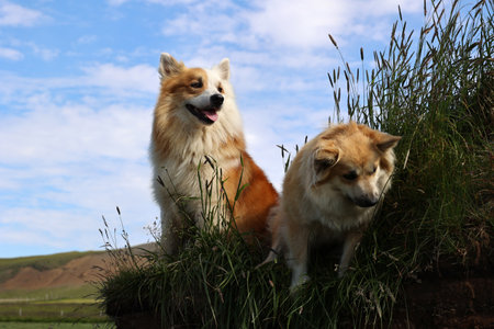Two Icelandic dogs on the roof of a sod house in Icelandの写真素材