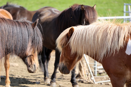Icelandic horses in a paddock close-up Icelandの写真素材