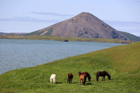 Icelandic horses in a paddock at Lake Myvatn-Icelandの写真素材
