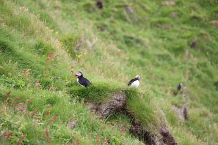 Iceland-Puffin on a rocky slope on the Vestmannaeyjar- Westman Islandsの写真素材