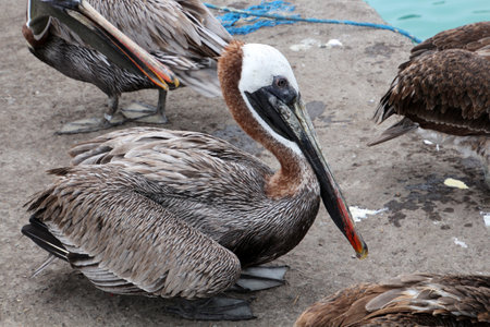 Brown Pelican close up in the harbor of Santa Cruz Island, Galapagos Islands, Ecuadorの写真素材