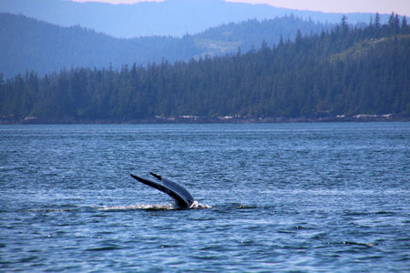Humpback whale fluke photographed in the Wrangell area of Alaskaの写真素材