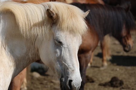 Icelandic horses in a paddock close-up - Icelandの写真素材