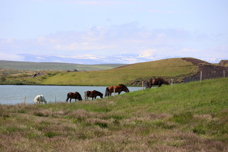 Icelandic horses in a paddock at Lake Myvatn-Icelandの写真素材