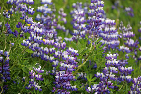 Alaskan lupine has been introduced into parts of northern Europe - Their homeland is North Americaの写真素材