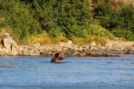 Brown Bears in Lake Clark National Park and Preserve Alaska, while salmon huntingの写真素材