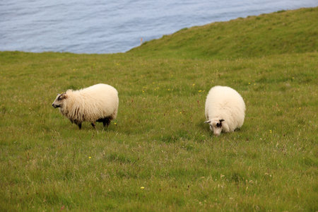 Sheep grazing in a meadow in the Heimaey Island, Vestmannaeyjar-Westman Islands-Icelandの写真素材