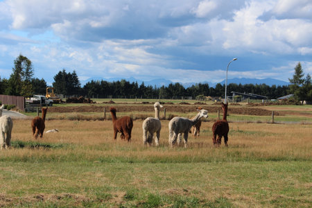 Alpacas on a farm in New Zealandの写真素材