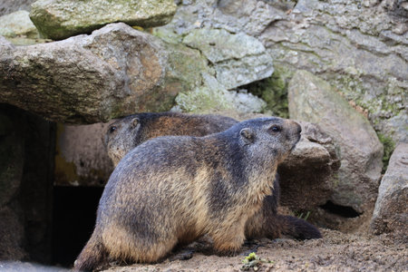 Marmot couple close-up, Switzerlandの写真素材