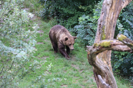 Brown bear in the bear park of the city of Bern, Switzerlandの写真素材