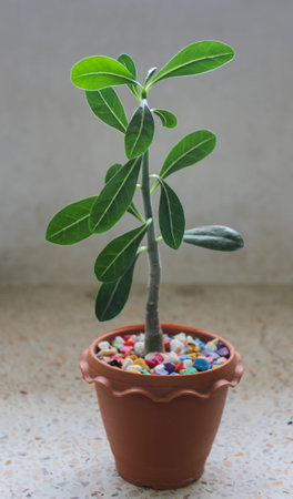 Desert rose or Ping Bignonia in handmade flowerpotの写真素材