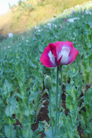 Poppy fieldの写真素材