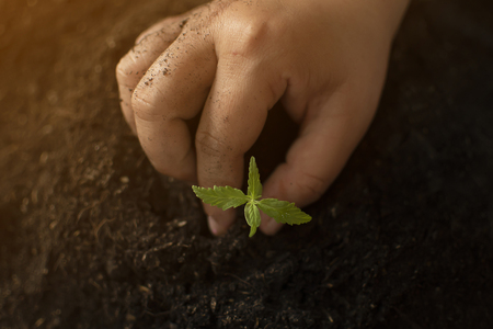 Hand gently holding rich soil for his marijuana plantsの写真素材