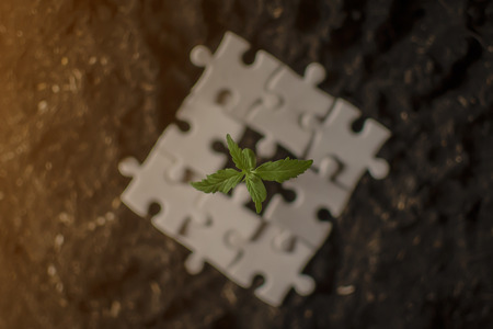 Marijuana plant growing in piles of money . Marijuana business concept.の写真素材