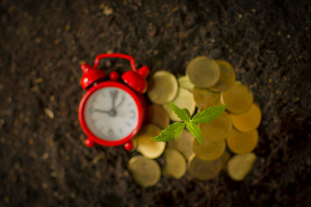 Cannabis plant growing in piles of money. Time-saving cannabis business ideas