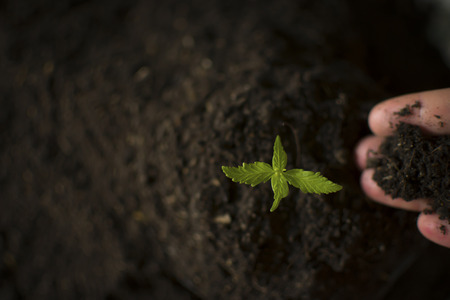 Hand gently holding rich soil for his marijuana plantsの写真素材