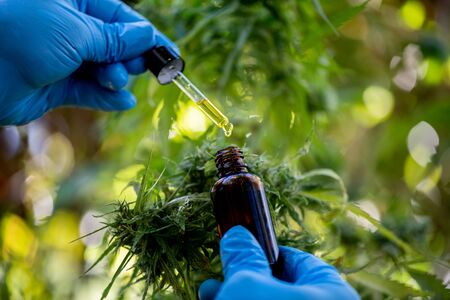 Doctors hold a bottle of hemp oil, marijuana products for medical use, including hemp leaf, cbd, and Hemp CBD oil capsules.の写真素材