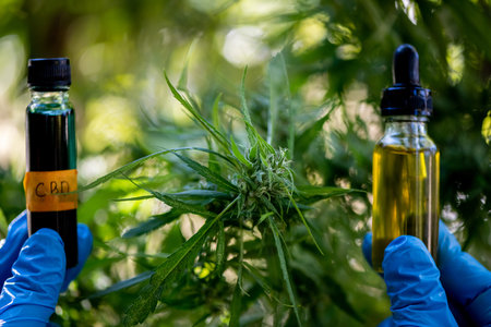 Doctors hold a bottle of hemp oil, marijuana products for medical use, including hemp leaf, cbd, and...