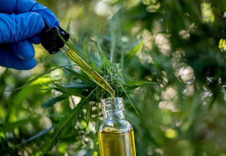 Cannabis CBD oil hemp products cannabis oil, CBD oil cannabis extract, Medical cannabis concept.の写真素材