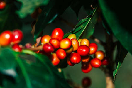 The farmers hold fresh coffee beans in hand.の写真素材