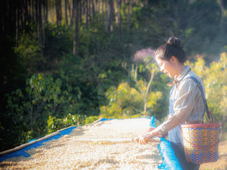Arabica coffee process, drying raw bean honey process, removed skin-natural drying on tray, organic coffee agriculture, selective focusの写真素材