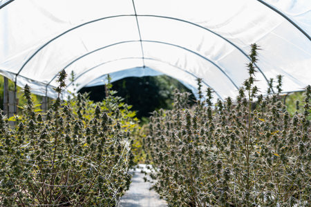 Large Legal Marijuana Farm Professional Commercial Grade Greenhouse Filled With Mature Budding Cannabis Indica Plantsの写真素材
