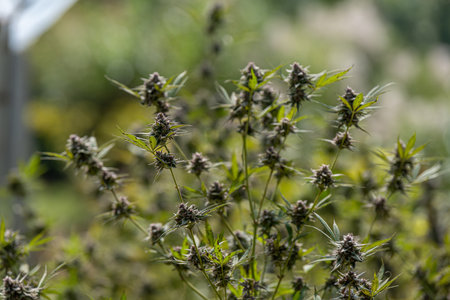 Large Legal Marijuana Farm Professional Commercial Grade Greenhouse Filled With Mature Budding...