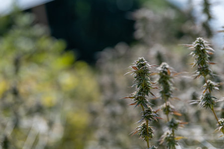 Cannabis plant in curative cannabis weed farm for medical cannabis product . The indoor agriculture...