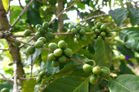 Green coffee cherry seeds on a coffee tree branch in an organic systemの写真素材