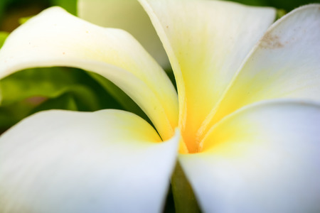 Plumeria, Frangipani, white flowerの写真素材