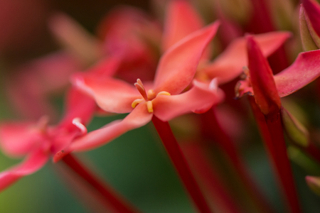 red flowersの写真素材