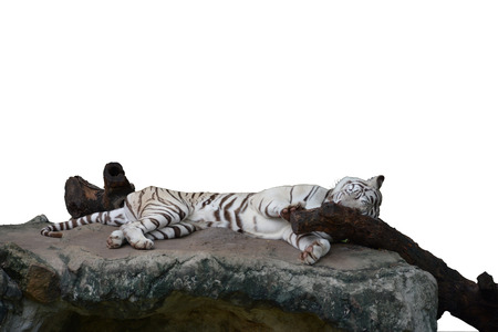 Isolated sleeping white tiger with rockの写真素材