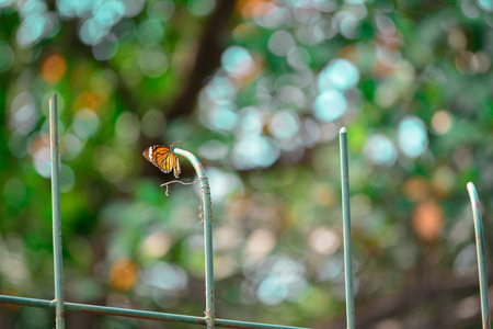 An orange butterfly on green pillar. Bokeh backgroundの写真素材