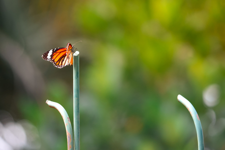 An orange butterfly on green pillar. Bokeh backgroundの写真素材