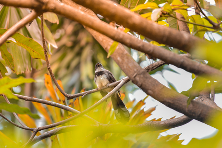 A bird on the branch of a yellow treeの写真素材