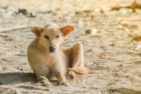 a dog is on the beach with beautiful viewの写真素材