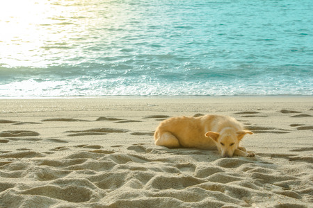 a dog is on the beach with beautiful viewの写真素材