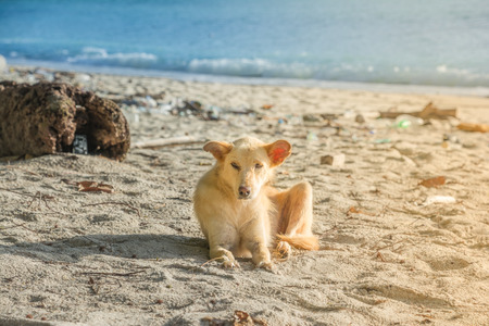 a dog is on the beach with beautiful viewの写真素材
