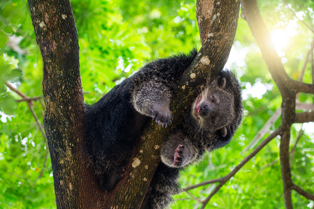 bearcat is sleeping on branch of  treeの写真素材