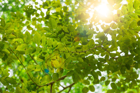 sunlight and fresh green background