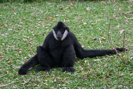 a black gibbon on the groundの写真素材