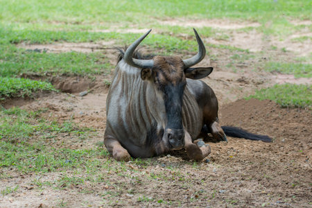 A bull crouch on meadow