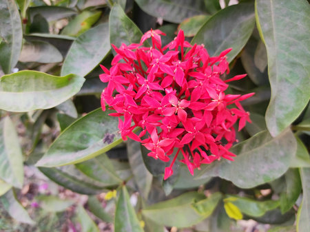 Pink Colour Flower Plant