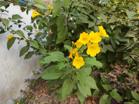 Yellow Flowers