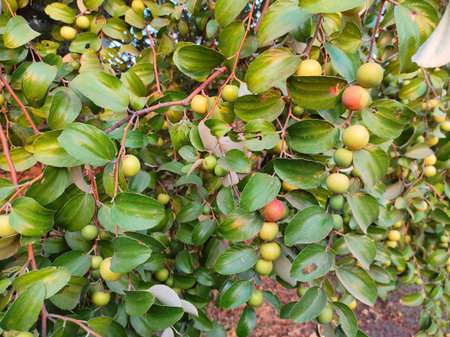 The fruit of this tree comes in winter when one is good, its color is green and when the stems are...