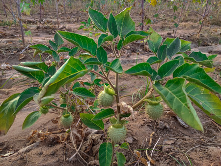 It is up to 1 meter high.  This tree is of black-white color.  And the black flower has blue spotsの写真素材