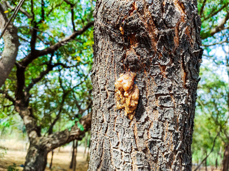 Neem gum increases the speed of blood, gives it energy.  It is also known as East India Gum