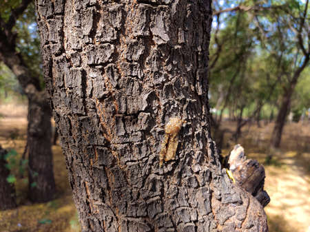 Neem gum increases the speed of blood, gives it energy.  It is also known as East India Gum.の写真素材